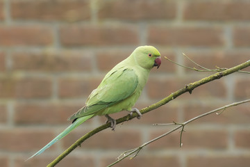 Rose-ringed parakeet, Psittacula krameri