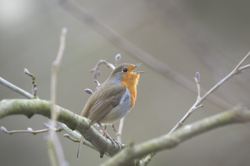 Bird mating