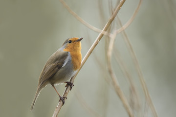 Fototapeta premium Bird mating