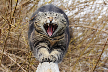 Eine gähnende Katze