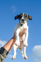 CACHORRO BLANCO CRUCE PINSCHER ALEMAN Y BODEGUERO ANDALUZ