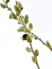Weidenkätzchen mit Hummel
