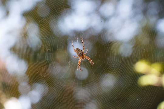 Spider Araneus diadematus in the centre of spiderweb with green blurred background