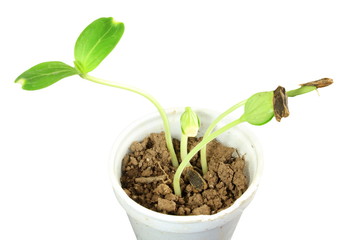 sprouted growing small bottle gourd plant sprouts in glass