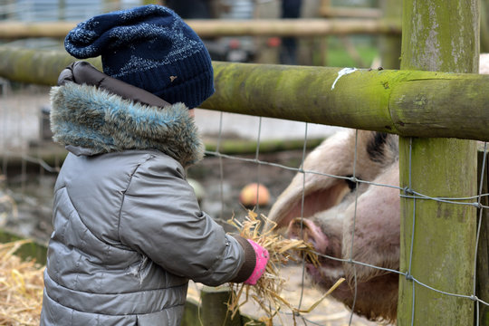 Young child feeding straw to gloucester old spot sow. An infant girl offers food to a large old English rare breed pig, on a farm in Somerset, UK