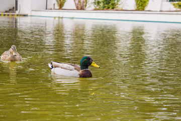 Beverly Hills Gardens Park ducks near sign in Los Angeles park. Duck bird