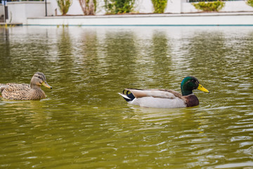 Beverly Hills Gardens Park ducks near sign in Los Angeles park. Duck bird