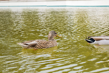 Beverly Hills Gardens Park ducks near sign in Los Angeles park. Duck bird