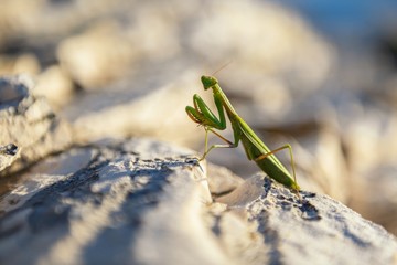 Praying Mantis on rocks