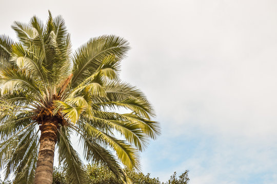 Palm trees at Beverly Gardens Park
