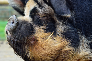 Kunekune pig head shot. An unusual rare breed of small pig showing detail of head in profile, on a...