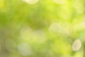 Obraz premium Green nature background