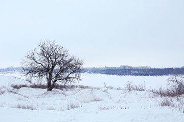 Single tree on winter field