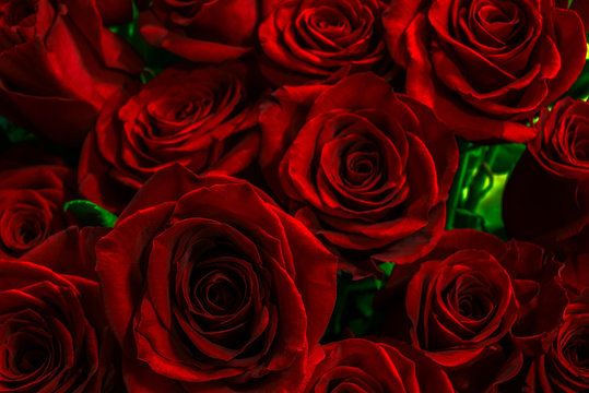 luxurious scarlet rose closeup.