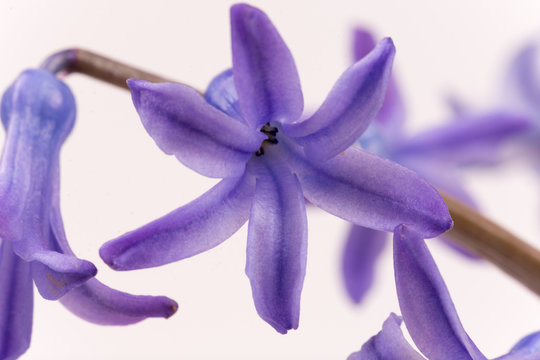 Fototapeta Abstract macro photo with purple hyacinths