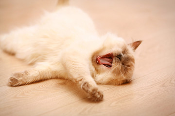 Fototapeta na wymiar Color-point cat lying on wooden floor in living room