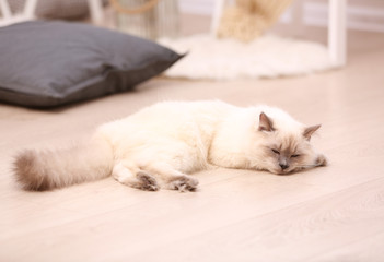 Fototapeta na wymiar Color-point cat lying on wooden floor in living room, close up