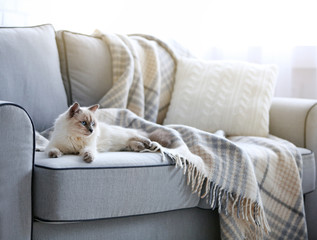 Color-point cat lying on a sofa in living room