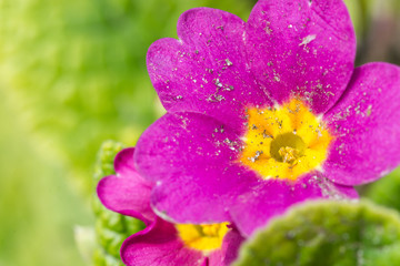 Obraz premium Macro photography of evening primrose flower