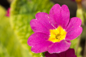 Macro photography of evening primrose flower