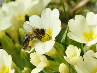 Biene sammelt auf Primel Honig