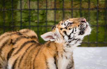 Tiger cub playing in the late winter snow before going back in to his enclosure at the sanctuary.
