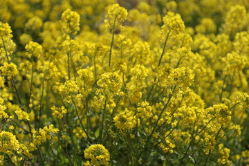 菜の花 / 菜の花を撮影しました。