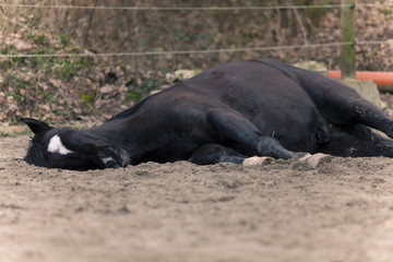 Fototapeta premium Horse lie on side to sleep outside