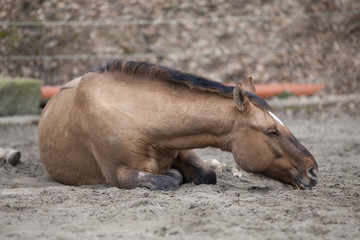 Naklejka premium Horse with colic lie down and sleep outside