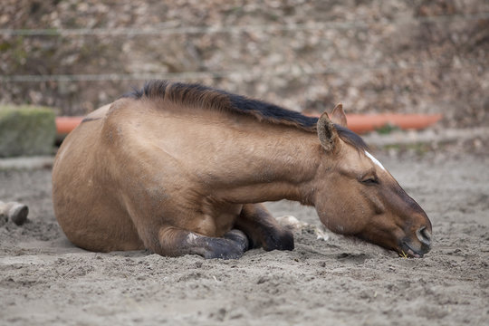 Horse with colic lie down and sleep outside