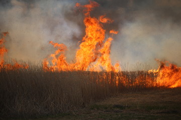Fototapeta na wymiar 野焼き / 野焼きの風景を撮影してきました。