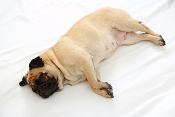 Pug dog sleeping in bed