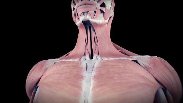 medical 3d animation of the human omohyoid