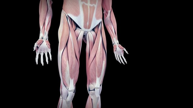 medical 3d animation of the human gracilis