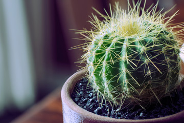 small round cactus from arizona