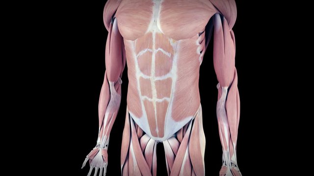 medical 3d animation of the human rectus abdominis