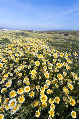 Fototapeta premium Tidy Tips blooming in Spring, Carrizo Plain National Monument, California