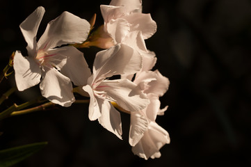 oleandro bianco,(Nerium oleander L., 1753)