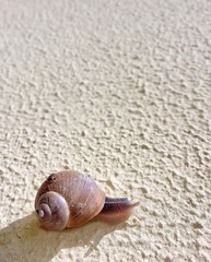 Isolated snail