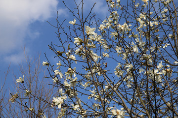 magnolia