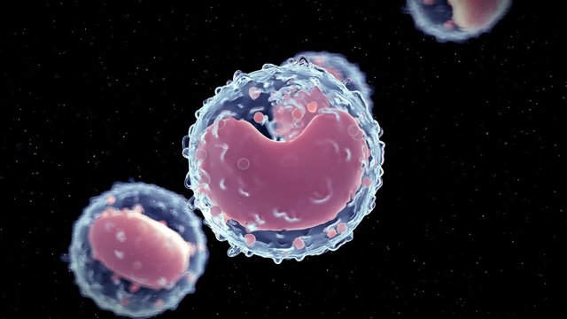 medical 3d animation of the lymphocyte