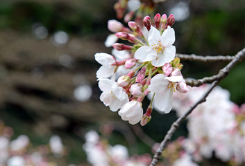 Sakura - Cherry blossoms in Japan mark the beginning of Spring and Hanami, flower viewing draws tourists from around the country to see the blossoms in an annual ritual