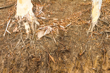 Dry eucalyptus tree roots.