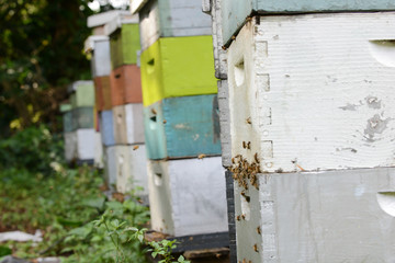 bee hives