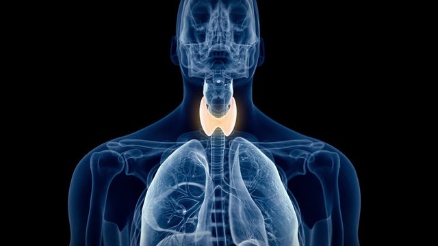 medical 3d animation of the human thyroid 