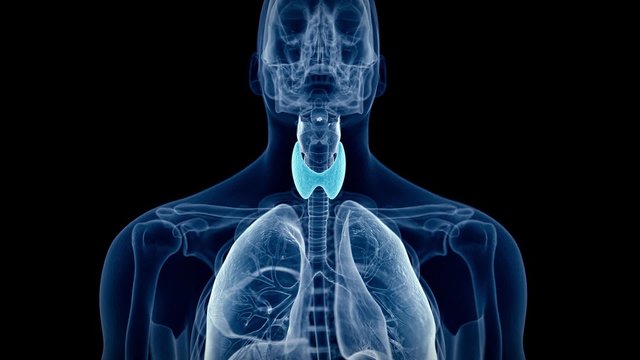 medical 3d animation of the human thyroid 