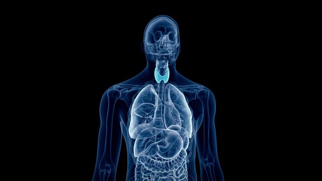medical 3d animation of the human thyroid 