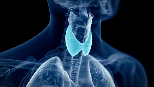 medical 3d animation of the human thyroid