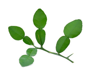 Fototapeta premium Kaffir lime leaf isolated on white background