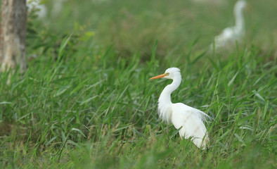 Intermediate egret in green wetland